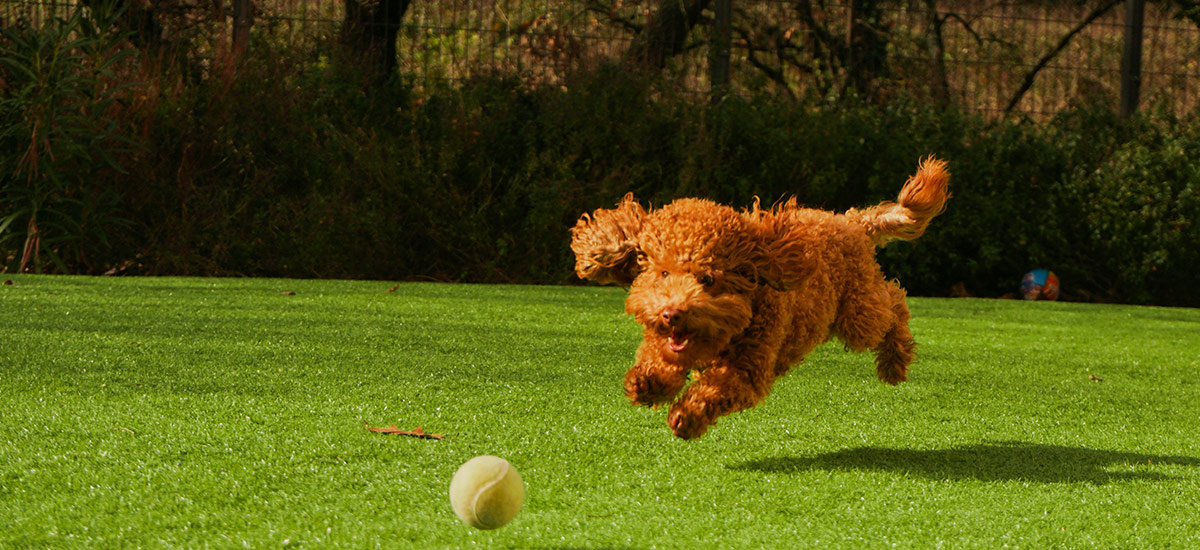 Cachorro correndo atras da bola