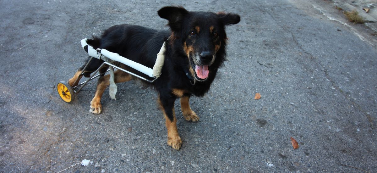 Cachorro com paralisia