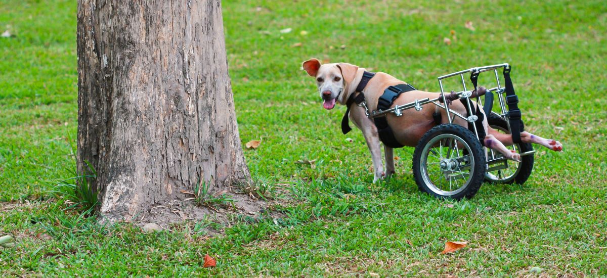 Cachorro com paralisia andando pelo parque