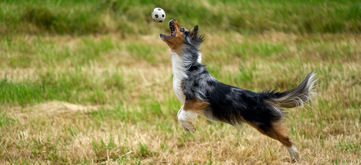 Cachorro pegando bola