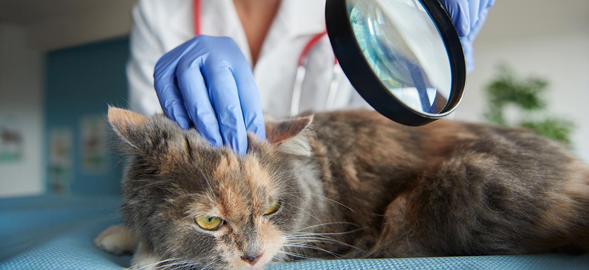 Gato sendo examinado por médica veterinária