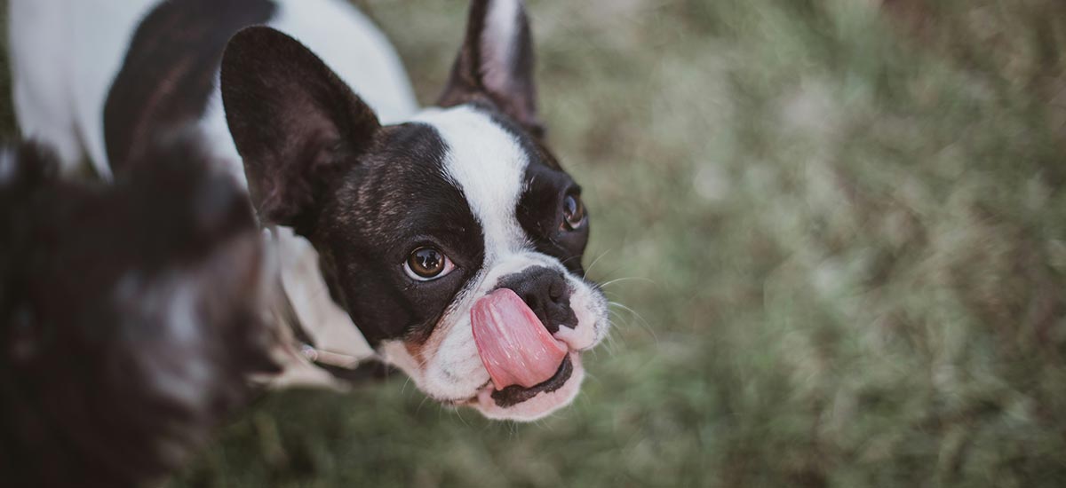 Cachorro com lingua pra fora
