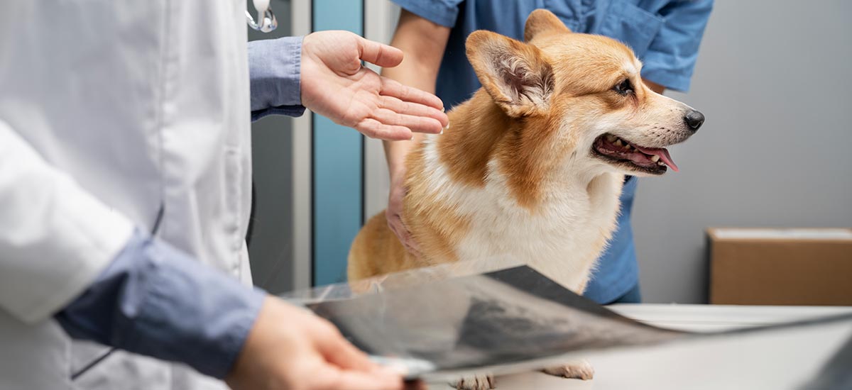 Cachorro em uma clinica veterinária