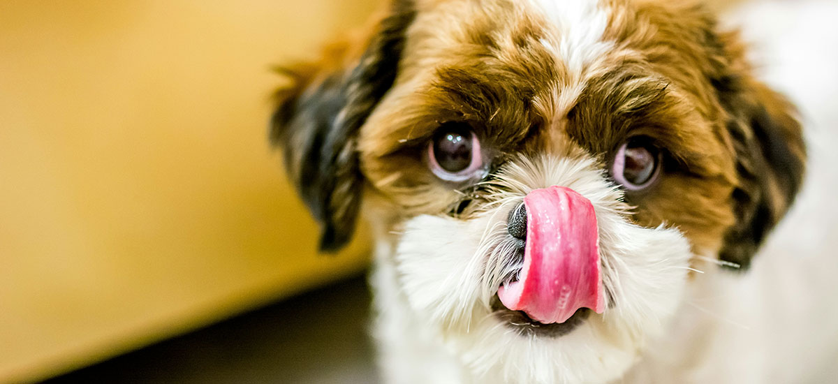 Cachorro com lingua pra fora