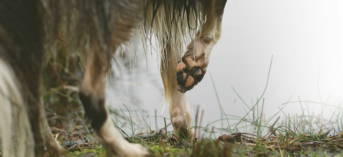 cachorro pata