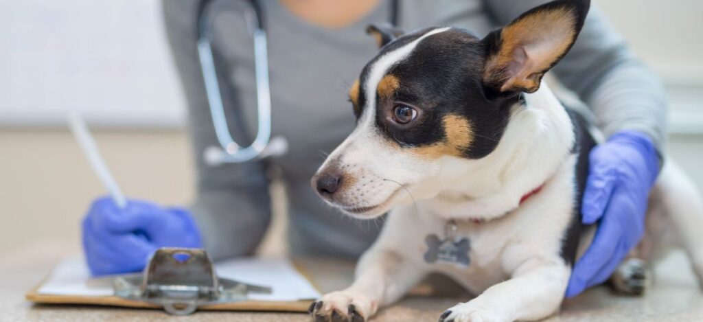 Endoscopia Veterinária