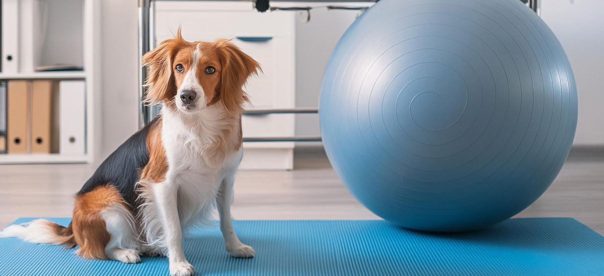 Qual é o impacto da fisioterapia na recuperação de animais após cirurgias ortopédicas?