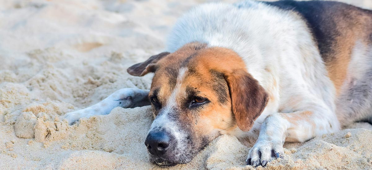 Sarna em Cachorros