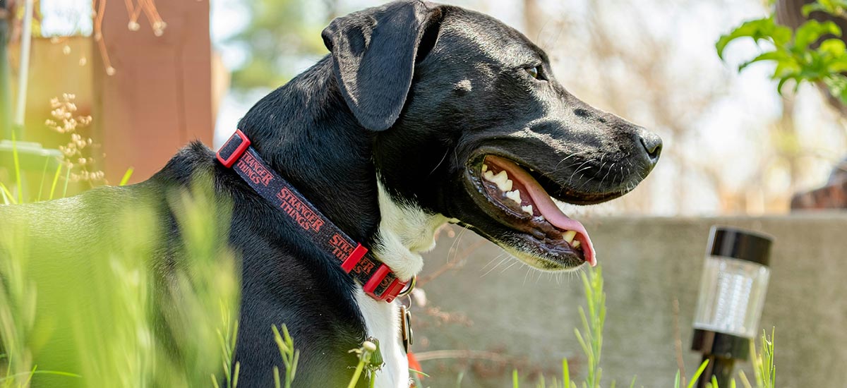 Cachorro preto com coleira vermelha, ofegante, em um jardim.