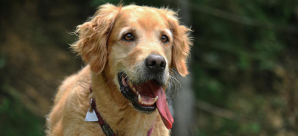 Golden retriever ofegante com língua para fora.