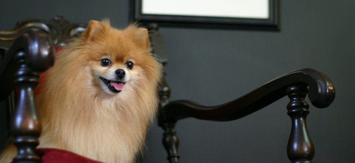 Cachorro da raça Lulu da Pomerânia sentado em uma cadeira de madeira, com expressão alegre.