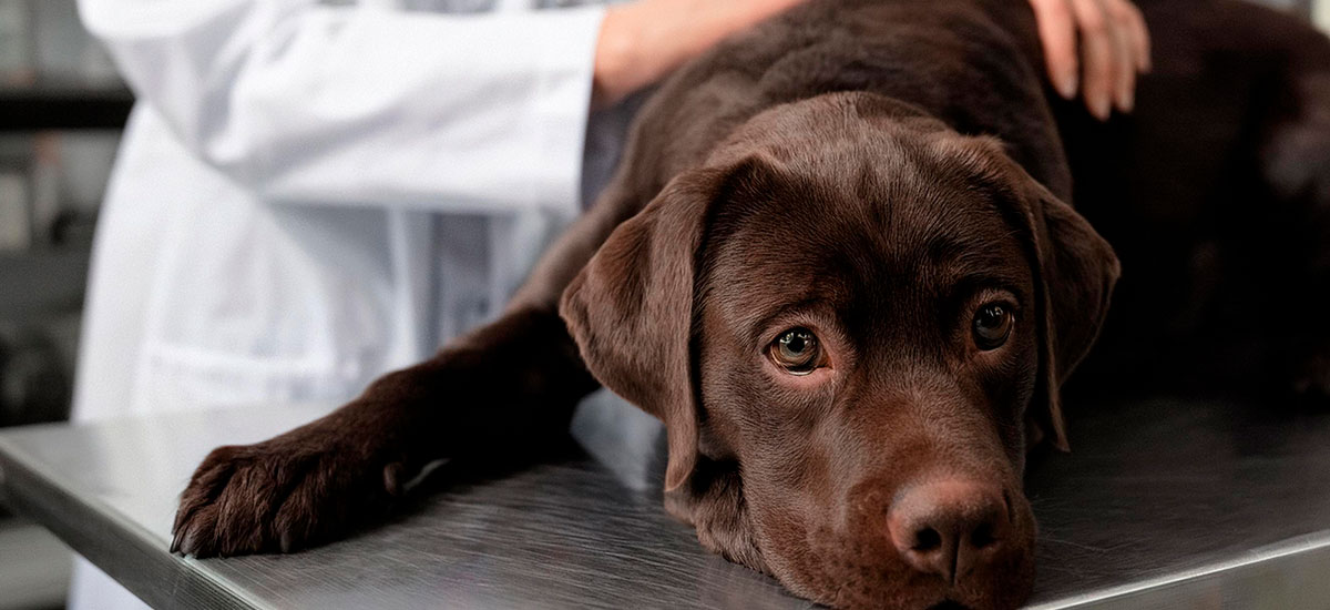 ressonância magnética em cães