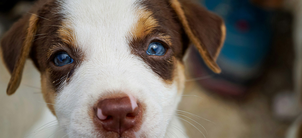 Cachorro com olho opaco