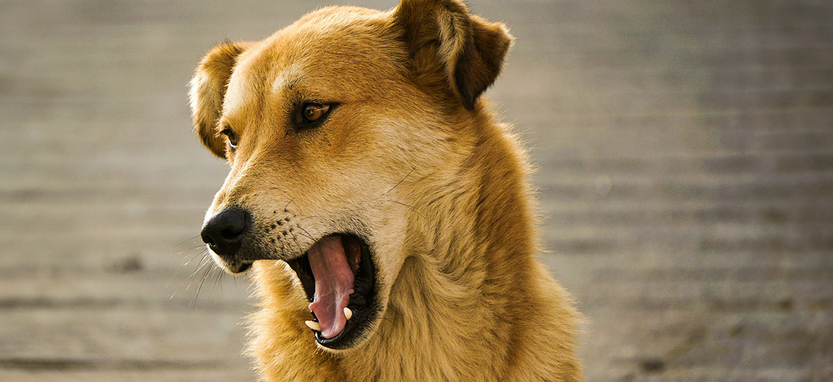 Cachorro Vomitando: Causas, Sintomas e Tratamentos