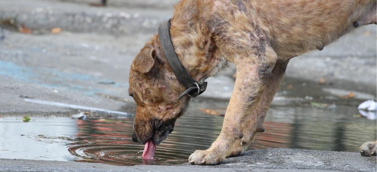 Leptospirose em cachorro