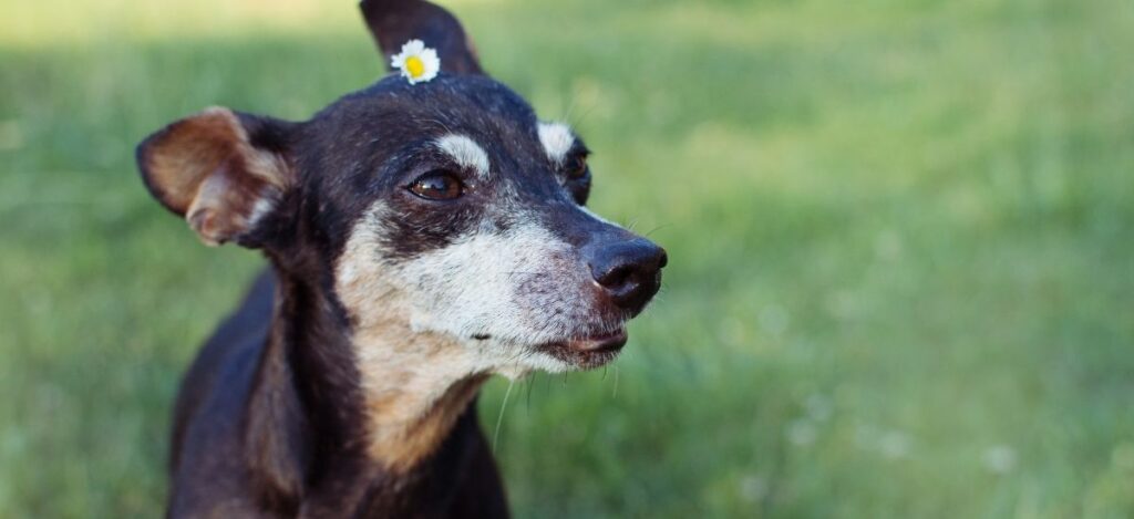 Leishmaniose em Cães: Causas, Sintomas e Tratamentos