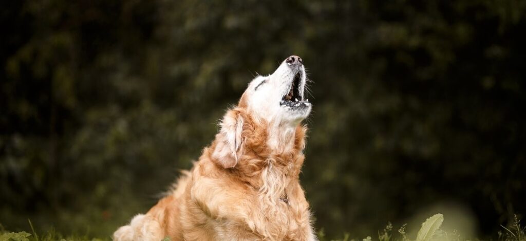 Cachorro Uivando: Causas e Significados