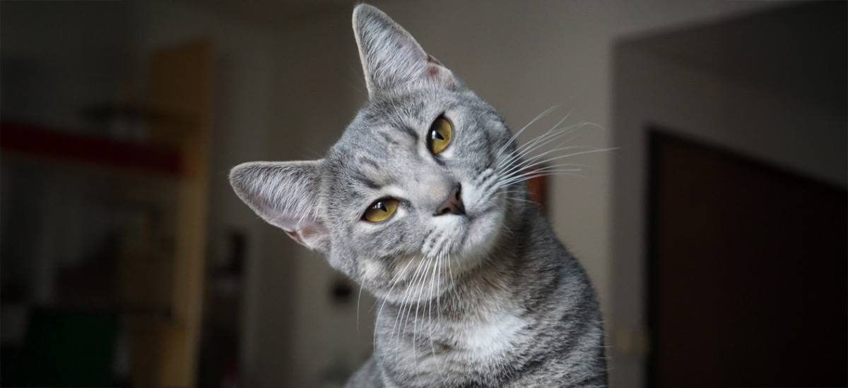 Gato de cor cinza sentado a olhar para a camera