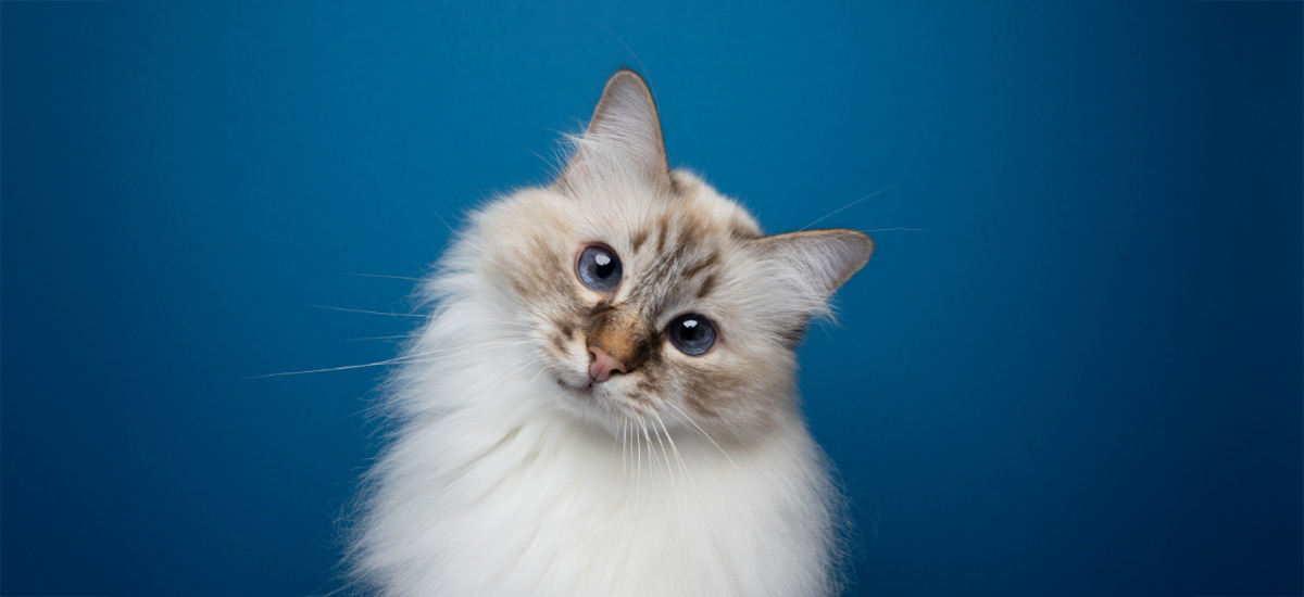 Foto de estudio, background azul, com um gato de cor branca