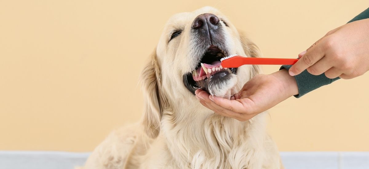 Saúde Bucal dos Pets: Cuidados Essenciais