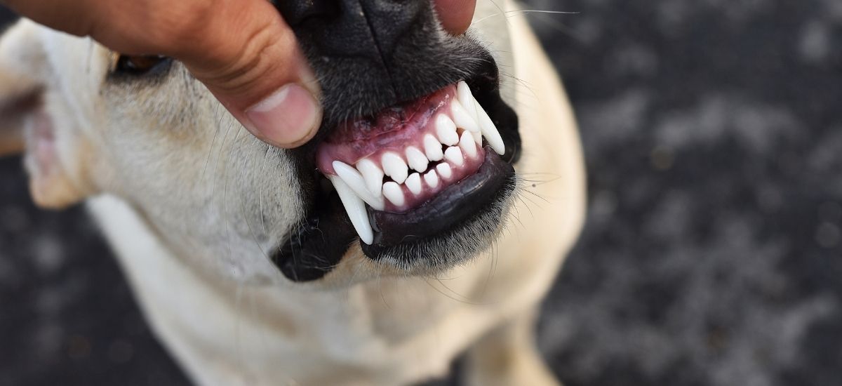 Foto close-up de tutor mostrando os dentes do seu cachorro.