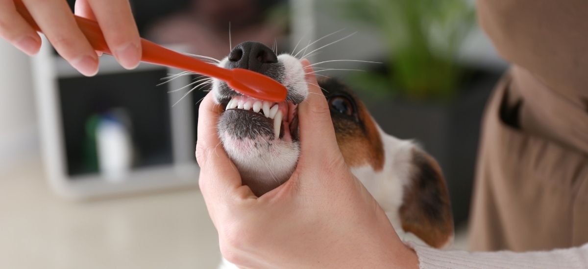 Tutor escovando dentes de seu cachorro.