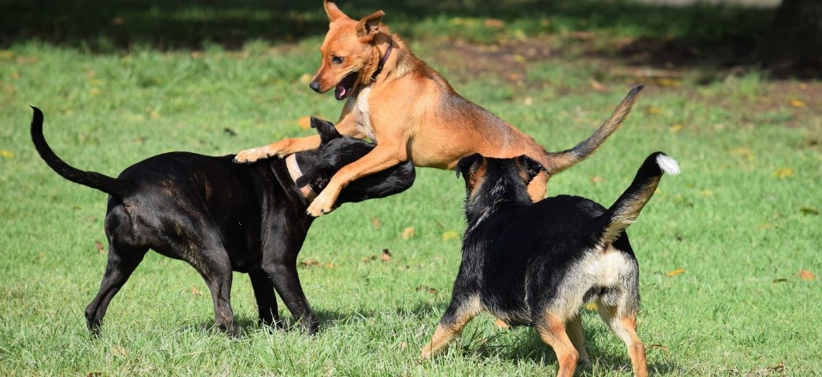 Cães brincando no jardim