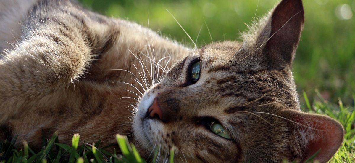 Closeup de um gato deitado no gramado