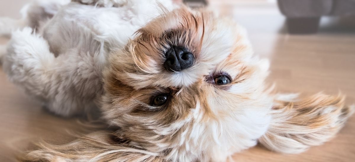 Cachorro deitado no chão