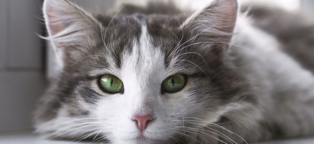 Atendimento Cat Friendly: Como a Oásis Eleva o Cuidado com Felinos 3 Atendimento Cat Friendly Foto closeup de gato deitado