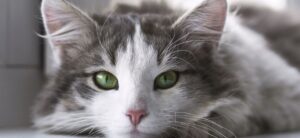 Atendimento Cat Friendly Foto closeup de gato deitado