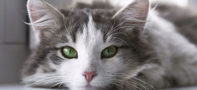Atendimento Cat Friendly Foto closeup de gato deitado