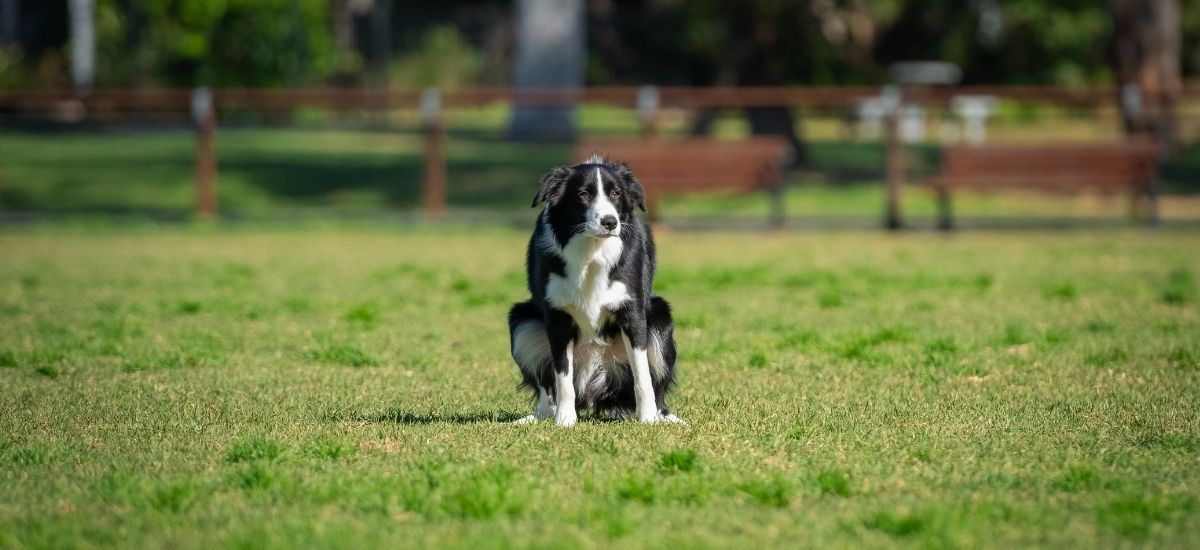 Doenças Intestinais em Pets