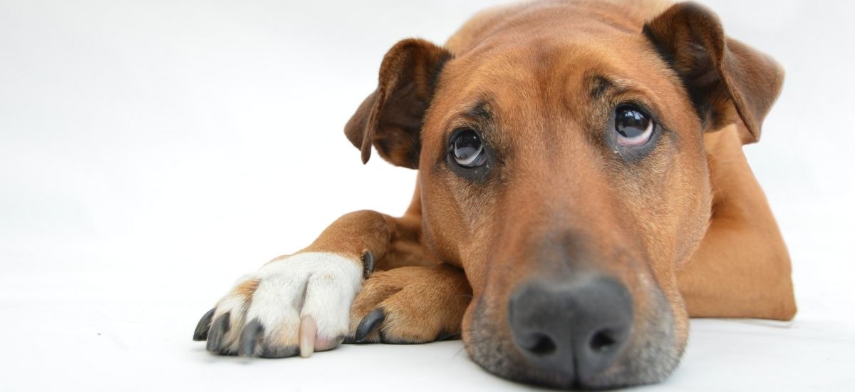 Foto closeup de estudio, de um cachorro deitado