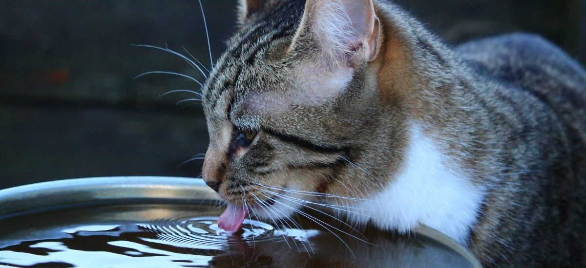 Gato tomando água