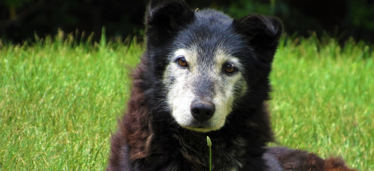 Cachorro de grande porte no quintal com gramado