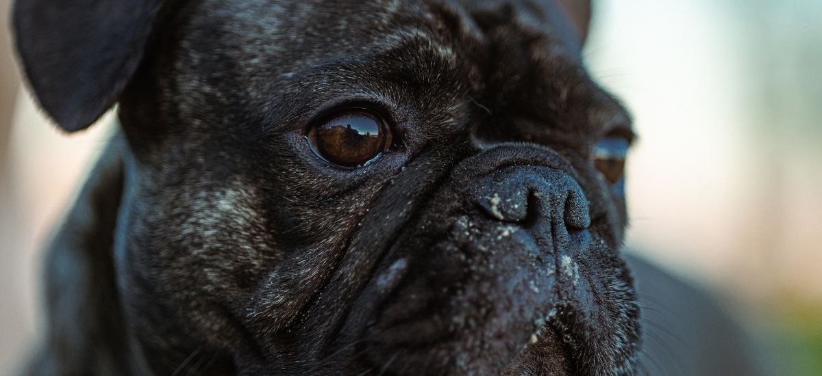 foto closeup de um cachorro de raça bulldog francês