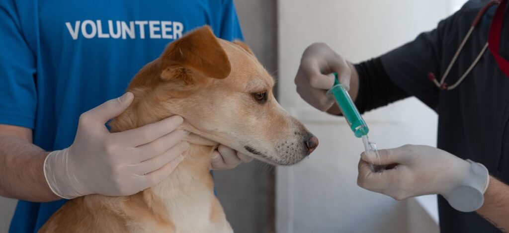 Vacina Polivalente para Cães: Proteção Completa para Seu Amigo peludo 1 Vacina Polivalente para Cães: Proteção Completa para Seu Amigo peludo
