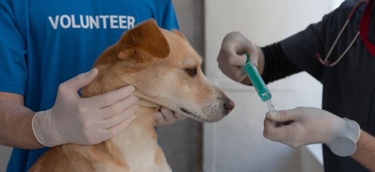Vacina Polivalente para Cães: Proteção Completa para Seu Amigo peludo