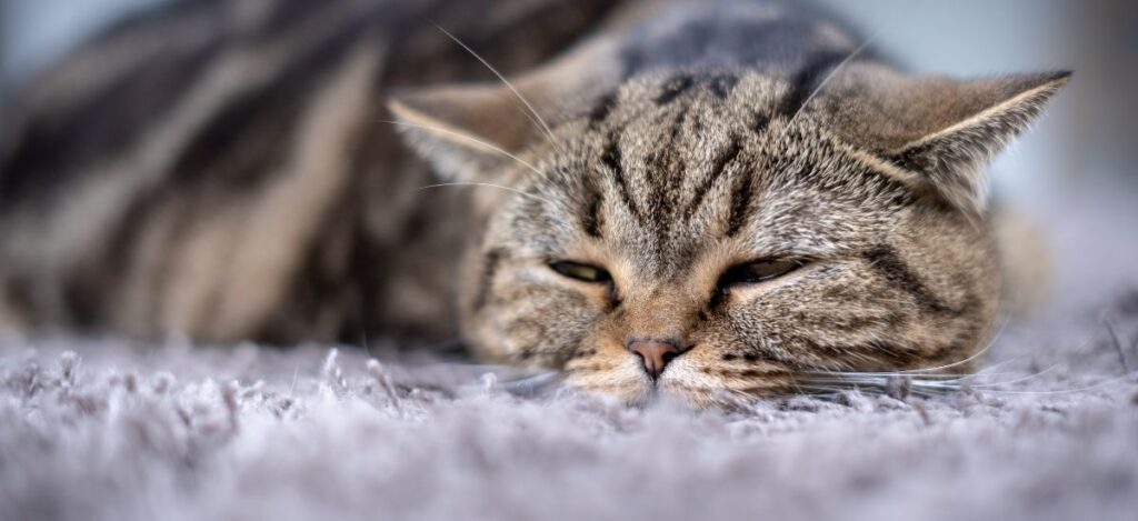 Drenagem de Abscesso em Pets: Tudo o Que Você Precisa Saber 9 Drenagem de Abscesso em Pets: Tudo o Que Você Precisa Saber