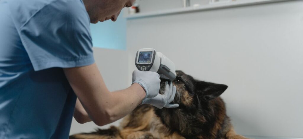 Exames Oftalmológicos para Pets: O Cuidado Essencial para a Saúde Ocular dos Seus Animais 1 Exames Oftalmológicos para Pets: O Cuidado Essencial para a Saúde Ocular dos Seus Animais