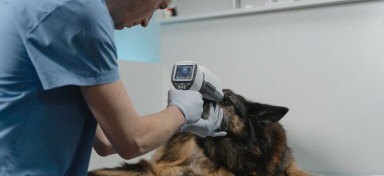Exames Oftalmológicos para Pets: O Cuidado Essencial para a Saúde Ocular dos Seus Animais