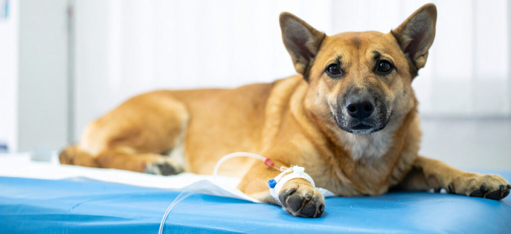 Fluidoterapia em Cães e Gatos: Um Guia Completo para o Bem-Estar Animal 2 Fluidoterapia em Cães e Gatos: Um Guia Completo para o Bem-Estar Animal