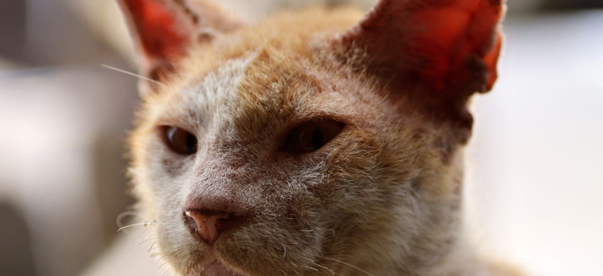 Tratamento para Miíase: Sintomas, Causas e Soluções 1 Foto closeup de gato com problema na pele