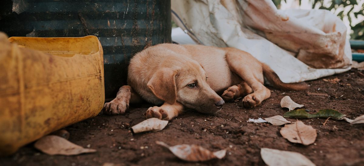 Tratamento para Miíase: Sintomas, Causas e Soluções 2 Foto de cachorro deitado sob terra e folhas secas