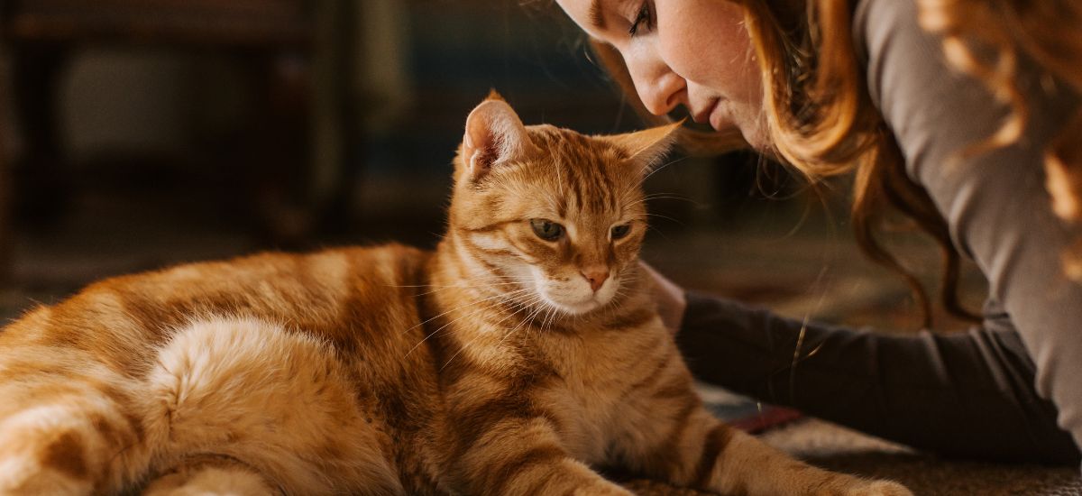 Tratamento para Miíase: Sintomas, Causas e Soluções 3 Foto de tutora a observar pelos do seu gato