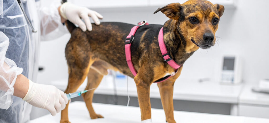 Quimioterapia Veterinária Como Aliada no Tratamento de Pets 1 Quimioterapia Veterinária Como Aliada no Tratamento de Pets