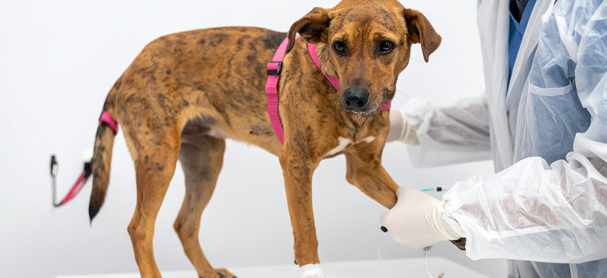 Quimioterapia Veterinária Como Aliada no Tratamento de Pets 1 Cachorro de pelos marrom e manchas pretas sendo cuidado por médico veterinário