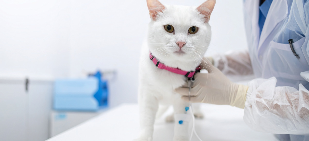 Quimioterapia Veterinária Como Aliada no Tratamento de Pets 2 Gato branco, recebendo injeção intra venosa em clínica veterinária