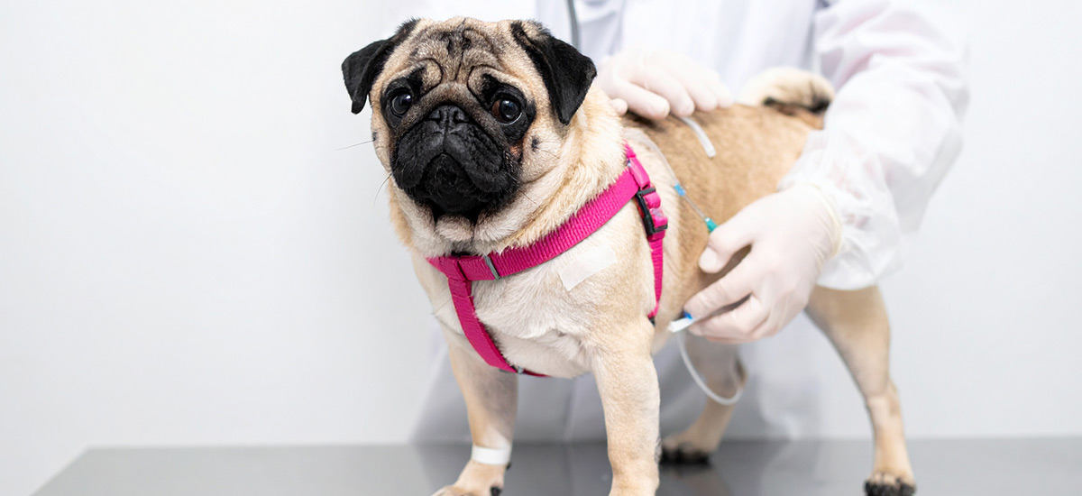 Quimioterapia Veterinária Como Aliada no Tratamento de Pets 3 Cachorro de raça Pug, recebdno tratamento de quimioterapia